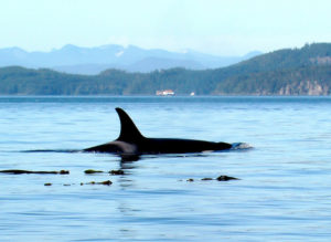 whale on sea